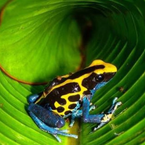 Jennifer d frog room