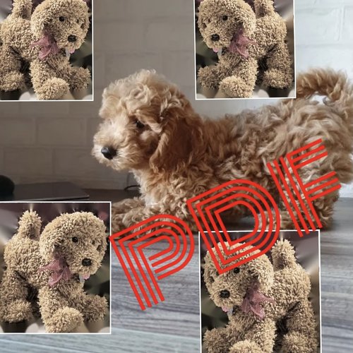 Amigurumi,peluche petit chien puddle au crochet.pattern tutoriels anglais en pdf  + légende symbole anglais français