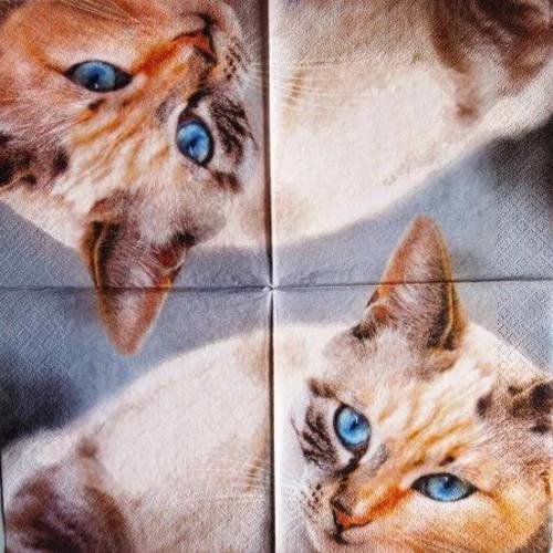 Serviette en papier chat siamois aux yeux bleus #an053u