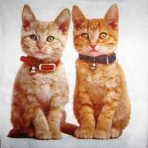 Serviette en papier 2 beaux chats roux #an093u