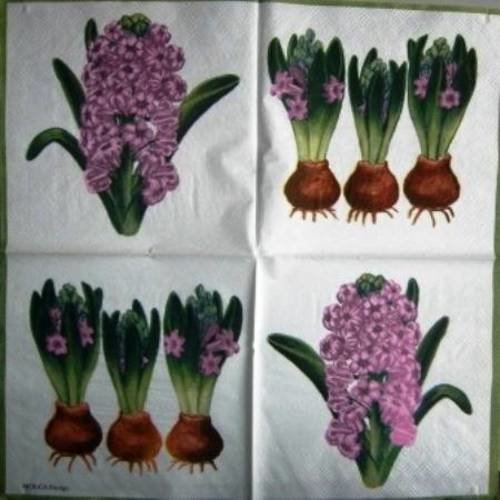 Serviette en papier bulbes et fleurs de jacinthes "molca" #f006u