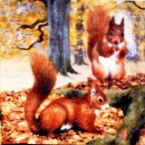Serviette en papier les ecureuils dans la forêt #an007u
