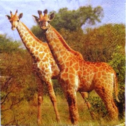 Serviette en papier "rare" belles girafes dans la savane #an029u