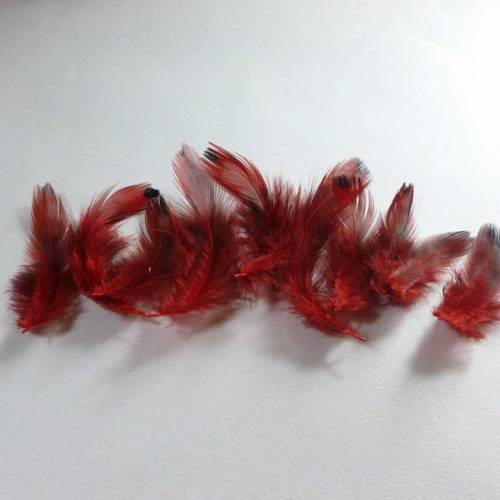 10 plumes rouges à bout noir 4,5 à 6cm