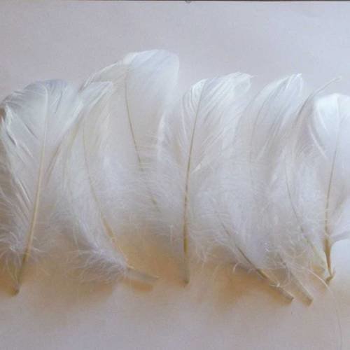10 plumes naturelles blanche  7 à 12cm