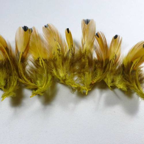 10 plumes vert-jaune à bout noir 5 à 10cm
