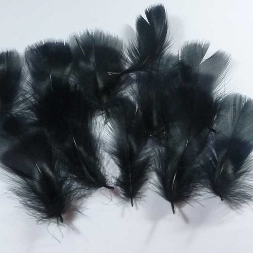 10 plumes naturelles noire  8 à 12cm