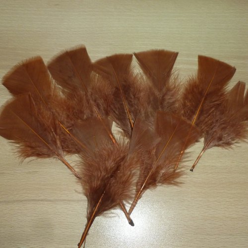 10 plumes naturelles 11 à 14cm marron clair