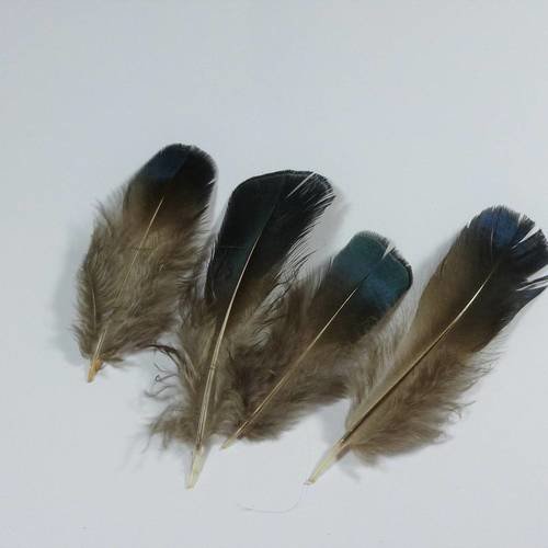 6 plumes de faisans bleue nuit gris de 7 à 9cm