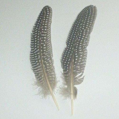 2 plumes noire et blanche 18cm