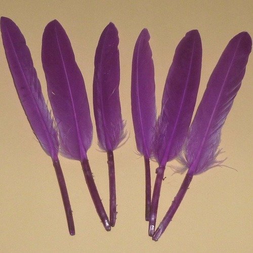 6 plumes naturelles violettes de 13 à 15cm