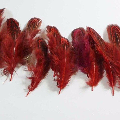 10 plumes couleur rouges striées noires  de 5 à 7cm