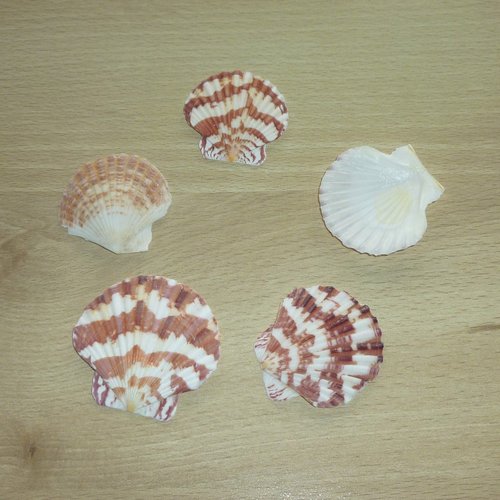 4 coquillages de mer décorés 40 à 50mm