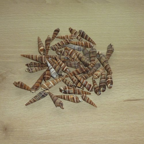 50 coquillages en spirale 57mm