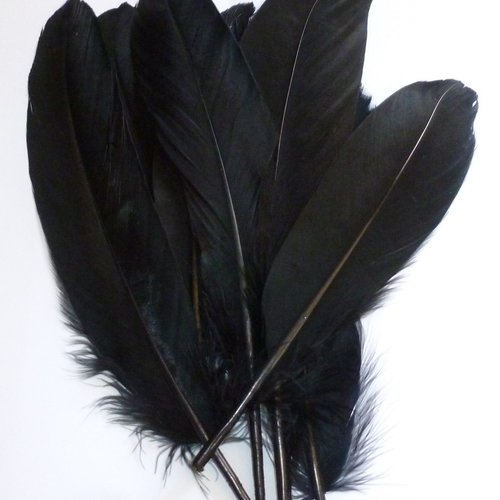 10 plumes naturelles 12 à 15cm