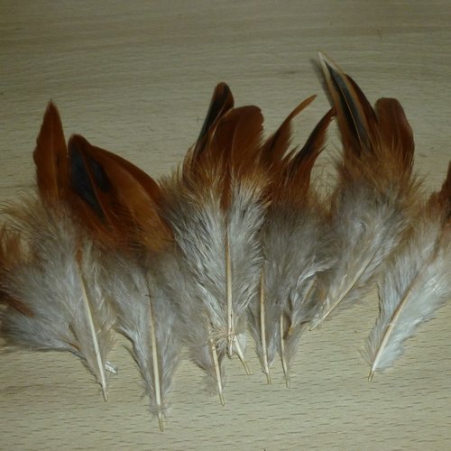 12 plumes naturelles de coq 13/14cm réf.c
