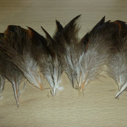12 plumes naturelles de coq 10/11cm réf.b