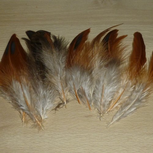 12 plumes naturelles de coq 12cm réf.a