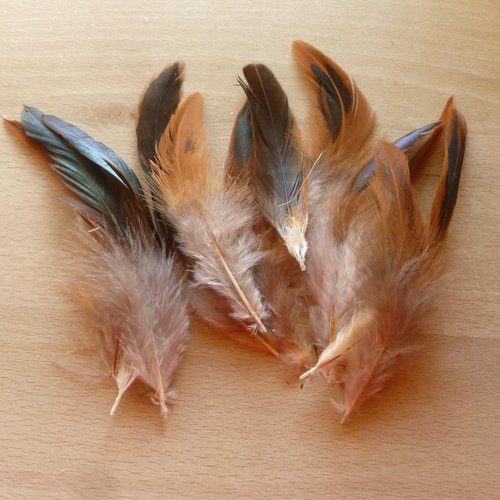 12 plumes naturelles de coq 11 à 15cm - réf.e