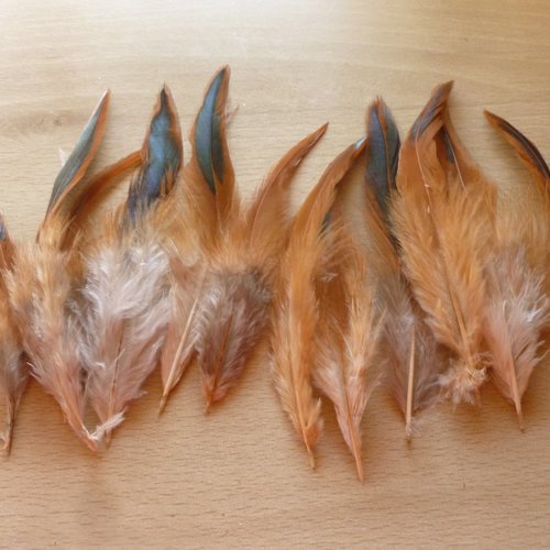 12 plumes naturelles de coq 13-14cm réf.f