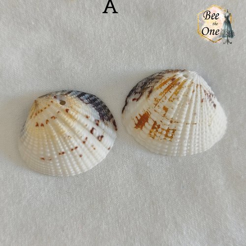 Paire de breloques pendentif coquillage naturel coque - modèle a (32 mm) - naturel