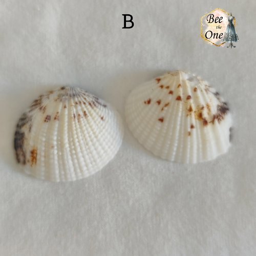 Paire de breloques pendentif coquillage naturel coque - modèle b (32 mm) - naturel
