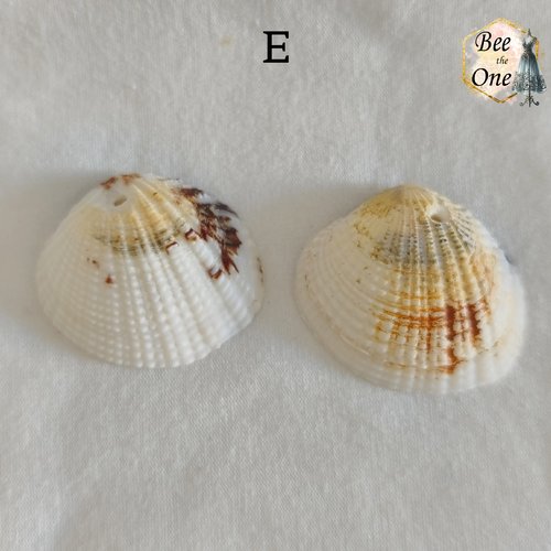 Paire de breloques pendentif coquillage naturel coque - modèle e (32 mm) - naturel