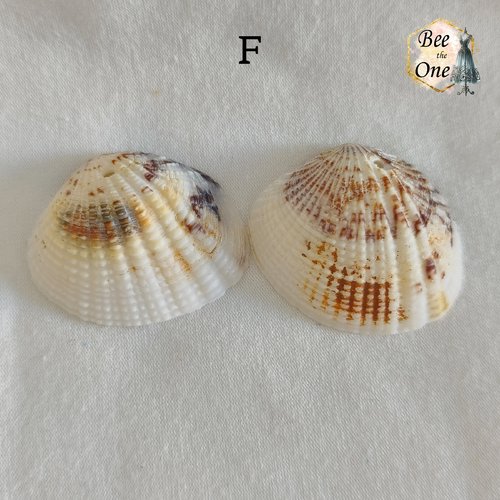 Paire de breloques pendentif coquillage naturel coque - modèle f (34 mm) - naturel
