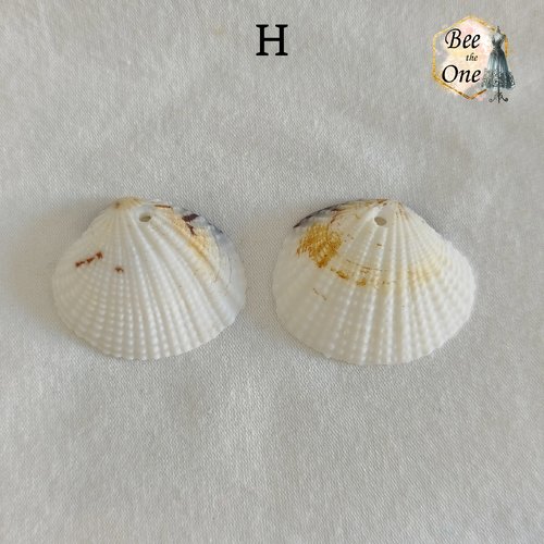 Paire de breloques pendentif coquillage naturel coque - modèle h (30 mm) - naturel
