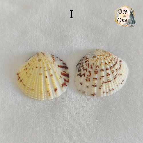 Paire de breloques pendentif coquillage naturel coque - modèle i (27 mm) - naturel
