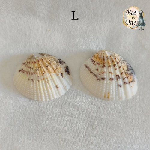 Paire de breloques pendentif coquillage naturel coque - modèle l (36 mm) - naturel