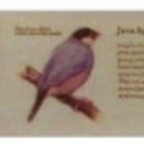 Papier washi japonais (maskingtape) encyclopedia oiseaux