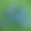 1,85m ruban organza vert à pois fuchsia de 4cm