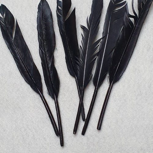 10 plumes noire de 10 à 14cm environ