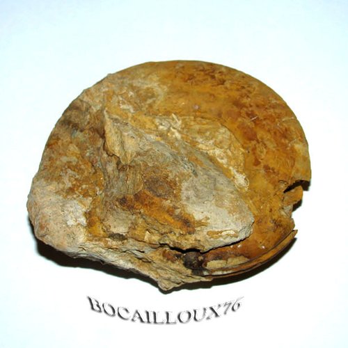 -dispo---ammonite f34 - 14.evrecy - c. fossile
