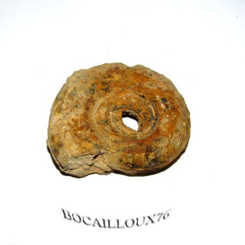 -dispo---ammonite f36 - 14.evrecy - c. fossile