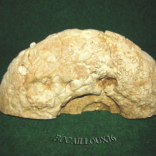 -dispo---ammonite acanthoceras f59* - 76.penly - c. fossile e71