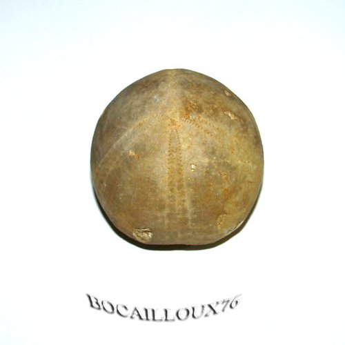-dispo---collyrite dorsolis f46* - 61.mortagne au perche - collection fossile