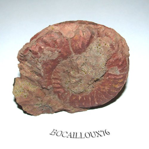 -dispo---ammonite j33 - 69.belmont - c. fossiles - e74 -