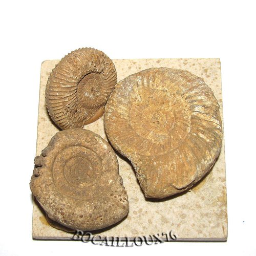 -dispo---ammonite parkinsonia f16 - 14.evrecy - c. fossile - e72