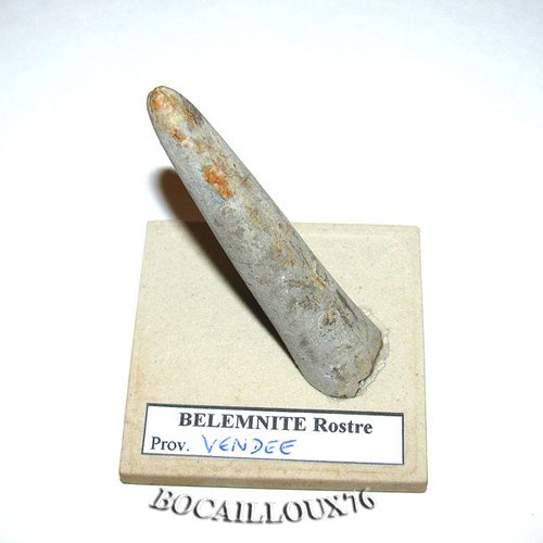 -dispo---rostre de belemnite f51* - vendee - c.fossile - e72