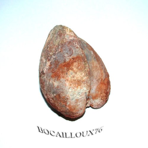 -dispo---bivalve f41 - 39.jura - c.fossile - e72 .