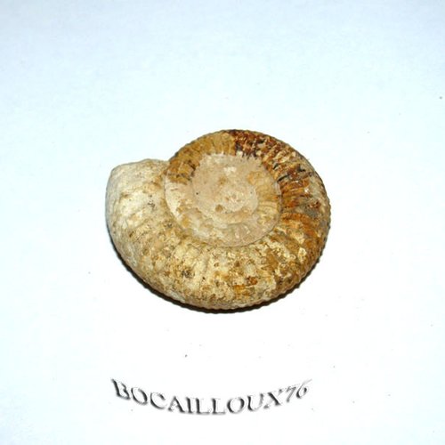 -dispo---ammonite f37 - 14.evrecy - c. fossile -
