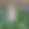 Etiquette pique jardin : petit nain de jardin décoratif