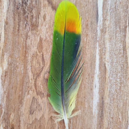 Plume de perroquet - 11.5 cm