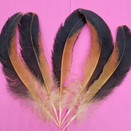 Plume de coq naturelles de coq roux et noir - longueur 19 cm à 21 cm