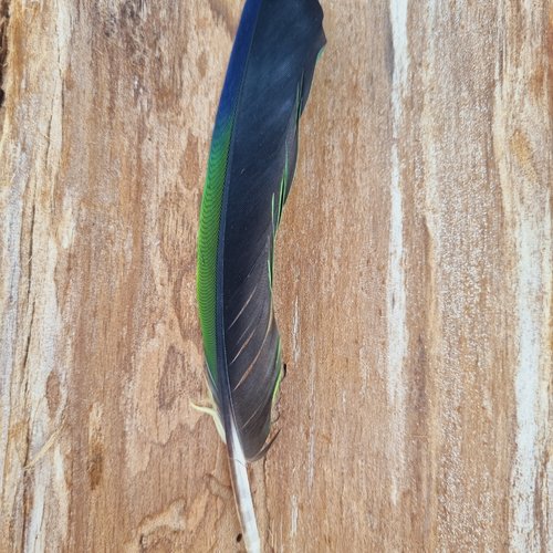 Plume de perroquet - 15 cm