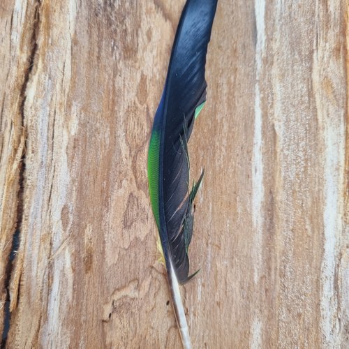Plume de perroquet -17.5 cm