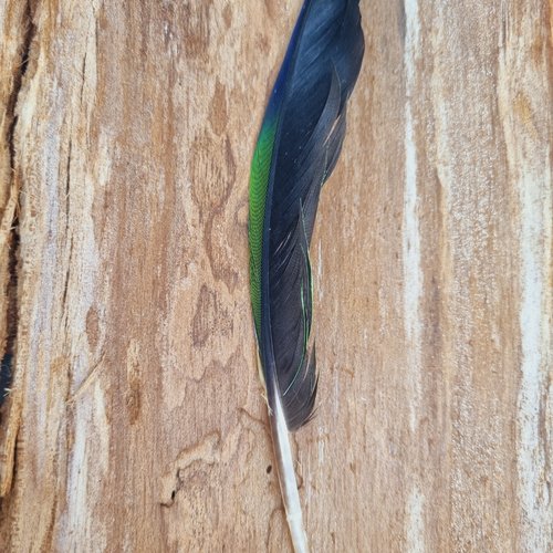 Plume de perroquet -17 cm