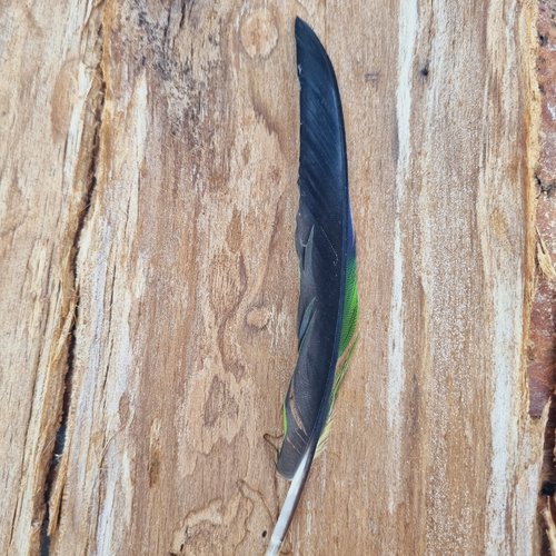 Plume de perroquet -18 cm